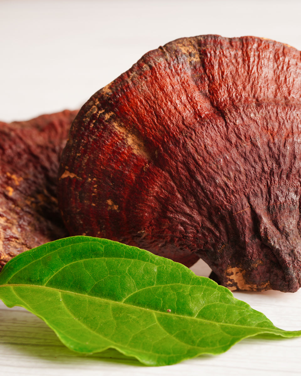 Reishi