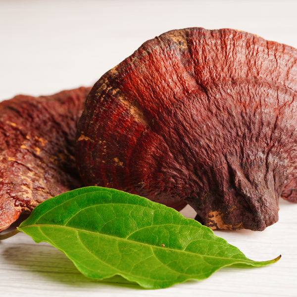 Reishi
