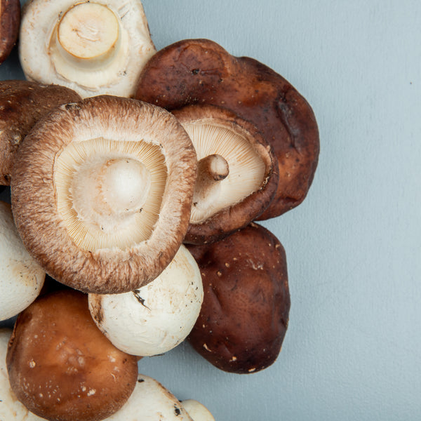 Shiitaké